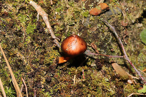 Pine Spike (Chroogomphus sp.) Growing on a mossy hillside at a mixed forest edge.
https://www.jungledragon.com/image/105712/pine_spike_chroogomphus_sp.html Fall,Geotagged,United States