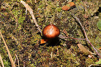 Pine Spike (Chroogomphus sp.) Growing on a mossy hillside at a mixed forest edge.<br />
https://www.jungledragon.com/image/105712/pine_spike_chroogomphus_sp.html Fall,Geotagged,United States