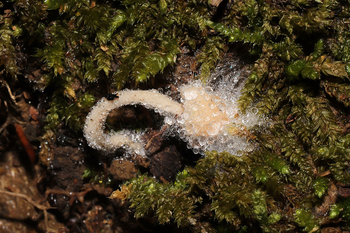 Spinellus fusiger? on Mycena sp. A parasitized Mycena. In moss at the edge of a forested trail Bonnet mould,Fall,Geotagged,Spinellus fusiger,United States