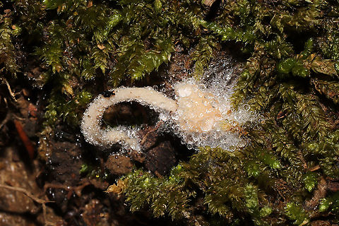Spinellus fusiger? on Mycena sp. A parasitized Mycena. In moss at the edge of a forested trail Bonnet mould,Fall,Geotagged,Spinellus fusiger,United States
