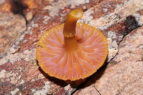 Chromosera cyanophylla Growing on a fallen pine tree (squeezing up from a split in the bark) in a dense mixed forest understory (in a moist valley).
https://www.jungledragon.com/image/105717/chromosera_cyanophylla.html
https://www.jungledragon.com/image/105716/chromosera_cyanophylla.html Chromosera cyanophylla,Fall,Geotagged,United States
