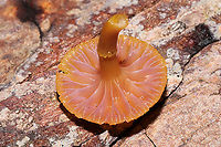 Chromosera cyanophylla Growing on a fallen pine tree (squeezing up from a split in the bark) in a dense mixed forest understory (in a moist valley).<br />
https://www.jungledragon.com/image/105717/chromosera_cyanophylla.html<br />
https://www.jungledragon.com/image/105716/chromosera_cyanophylla.html Chromosera cyanophylla,Fall,Geotagged,United States