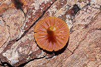 Chromosera cyanophylla Growing on a fallen pine tree (squeezing up from a split in the bark) in a dense mixed forest understory (in a moist valley). <br />
https://www.jungledragon.com/image/105717/chromosera_cyanophylla.html<br />
https://www.jungledragon.com/image/105715/chromosera_cyanophylla.html Chromosera cyanophylla,Fall,Geotagged,United States