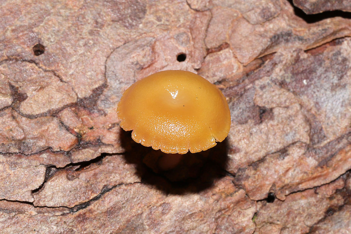 Chromosera cyanophylla Growing on a fallen pine tree (squeezing up from a split in the bark) in a dense mixed forest understory (in a moist valley). So unassuming from this angle. Almost looks like Galerina!<br />
<figure class="photo"><a href="https://www.jungledragon.com/image/105716/chromosera_cyanophylla.html" title="Chromosera cyanophylla"><img src="https://s3.amazonaws.com/media.jungledragon.com/images/3231/105716_thumb.jpg?AWSAccessKeyId=05GMT0V3GWVNE7GGM1R2&Expires=1767225610&Signature=H98eF2b9DzSaVsAKUeBj5r0VLYI%3D" width="200" height="134" alt="Chromosera cyanophylla Growing on a fallen pine tree (squeezing up from a split in the bark) in a dense mixed forest understory (in a moist valley). <br />
https://www.jungledragon.com/image/105717/chromosera_cyanophylla.html<br />
https://www.jungledragon.com/image/105715/chromosera_cyanophylla.html Chromosera cyanophylla,Fall,Geotagged,United States" /></a></figure><br />
<figure class="photo"><a href="https://www.jungledragon.com/image/105715/chromosera_cyanophylla.html" title="Chromosera cyanophylla"><img src="https://s3.amazonaws.com/media.jungledragon.com/images/3231/105715_thumb.jpg?AWSAccessKeyId=05GMT0V3GWVNE7GGM1R2&Expires=1767225610&Signature=mkAlWnTVoph%2FnjtvyiUq504%2BxzA%3D" width="200" height="134" alt="Chromosera cyanophylla Growing on a fallen pine tree (squeezing up from a split in the bark) in a dense mixed forest understory (in a moist valley).<br />
https://www.jungledragon.com/image/105717/chromosera_cyanophylla.html<br />
https://www.jungledragon.com/image/105716/chromosera_cyanophylla.html Chromosera cyanophylla,Fall,Geotagged,United States" /></a></figure> Chromosera cyanophylla,Fall,Geotagged,United States