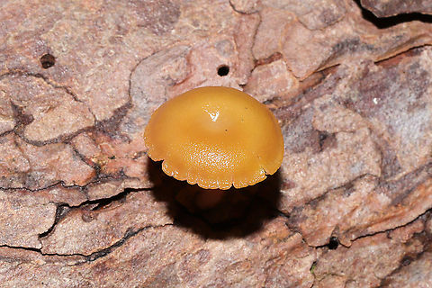 Chromosera cyanophylla Growing on a fallen pine tree (squeezing up from a split in the bark) in a dense mixed forest understory (in a moist valley). So unassuming from this angle. Almost looks like Galerina!
https://www.jungledragon.com/image/105716/chromosera_cyanophylla.html
https://www.jungledragon.com/image/105715/chromosera_cyanophylla.html Chromosera cyanophylla,Fall,Geotagged,United States