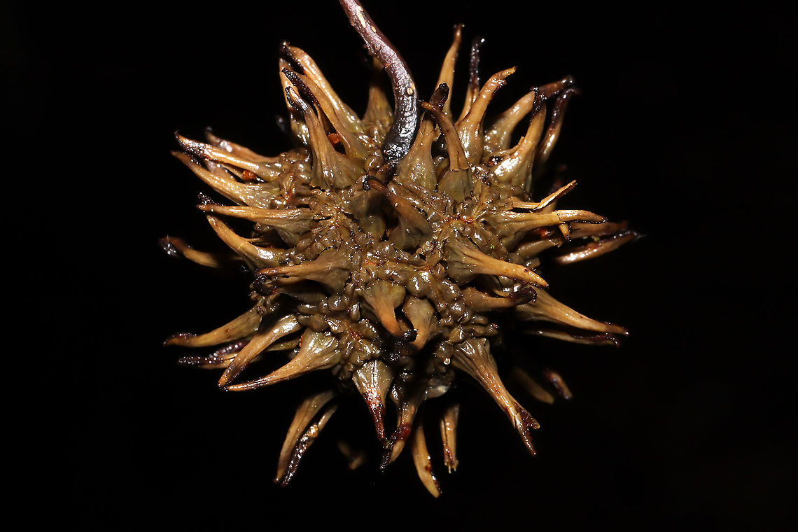 American Sweetgum Fruit (Liquidambar styraciflua) On a dense mixed forest floor.<br />
 American Sweetgum Tree,Fall,Geotagged,Liquidambar styraciflua,United States