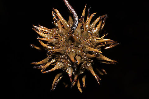 American Sweetgum Fruit (Liquidambar styraciflua) On a dense mixed forest floor.
 American Sweetgum Tree,Fall,Geotagged,Liquidambar styraciflua,United States