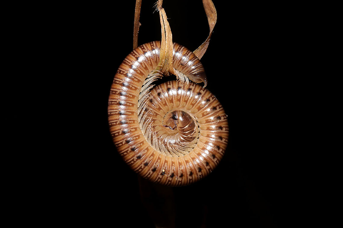 Uroblaniulus sp. In leaf litter at a dense mixed forest edge (near a seasonal stream)<br />
<figure class="photo"><a href="https://www.jungledragon.com/image/105722/uroblaniulus_sp.html" title="Uroblaniulus sp."><img src="https://s3.amazonaws.com/media.jungledragon.com/images/3231/105722_thumb.jpg?AWSAccessKeyId=05GMT0V3GWVNE7GGM1R2&Expires=1765411210&Signature=Pt3CVmw5lgAxpl1XwVriGXcSvsg%3D" width="102" height="152" alt="Uroblaniulus sp. In leaf litter at a dense mixed forest edge (near a seasonal stream)<br />
https://www.jungledragon.com/image/105721/uroblaniulus_sp.html Fall,Geotagged,United States,Uroblaniulus,millipede,millipedes,myriapod,myriapoda" /></a></figure> Fall,Geotagged,United States,Uroblaniulus,millipede,millipedes,myriapod,myriapoda