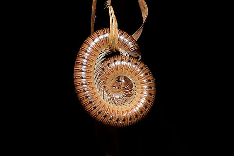 Uroblaniulus sp. In leaf litter at a dense mixed forest edge (near a seasonal stream)
https://www.jungledragon.com/image/105722/uroblaniulus_sp.html Fall,Geotagged,United States,Uroblaniulus,millipede,millipedes,myriapod,myriapoda