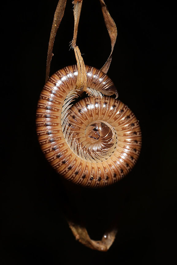 Uroblaniulus sp. In leaf litter at a dense mixed forest edge (near a seasonal stream)<br />
<figure class="photo"><a href="https://www.jungledragon.com/image/105721/uroblaniulus_sp.html" title="Uroblaniulus sp."><img src="https://s3.amazonaws.com/media.jungledragon.com/images/3231/105721_thumb.jpg?AWSAccessKeyId=05GMT0V3GWVNE7GGM1R2&Expires=1759968010&Signature=LSfmh2dgFEGz3tmc69t39f8Ky5U%3D" width="200" height="134" alt="Uroblaniulus sp. In leaf litter at a dense mixed forest edge (near a seasonal stream)<br />
https://www.jungledragon.com/image/105722/uroblaniulus_sp.html Fall,Geotagged,United States,Uroblaniulus,millipede,millipedes,myriapod,myriapoda" /></a></figure> Fall,Geotagged,United States,Uroblaniulus,millipede,millipedes,myriapod,myriapoda