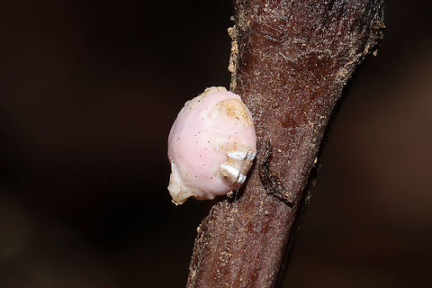 Indian Wax Scale (Ceroplastes ceriferus) Tentative ID. Clinging to a dead flower/plant stem at a forest edge (near a seasonal stream). 
https://www.jungledragon.com/image/105724/indian_wax_scale_ceroplastes_ceriferus.html
https://www.jungledragon.com/image/105725/indian_wax_scale_ceroplastes_ceriferus.html Ceroplastes ceriferus,Fall,Geotagged,United States