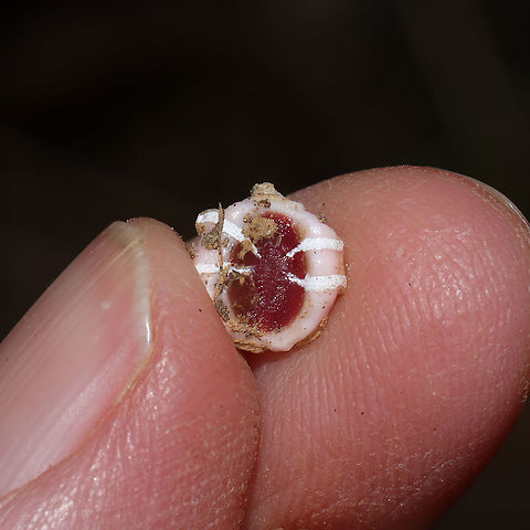 Indian Wax Scale (Ceroplastes ceriferus) Tentative ID. Clinging to a dead flower/plant stem at a forest edge (near a seasonal stream). 
https://www.jungledragon.com/image/105723/indian_wax_scale_ceroplastes_ceriferus.html
https://www.jungledragon.com/image/105725/indian_wax_scale_ceroplastes_ceriferus.html Ceroplastes ceriferus,Fall,Geotagged,United States