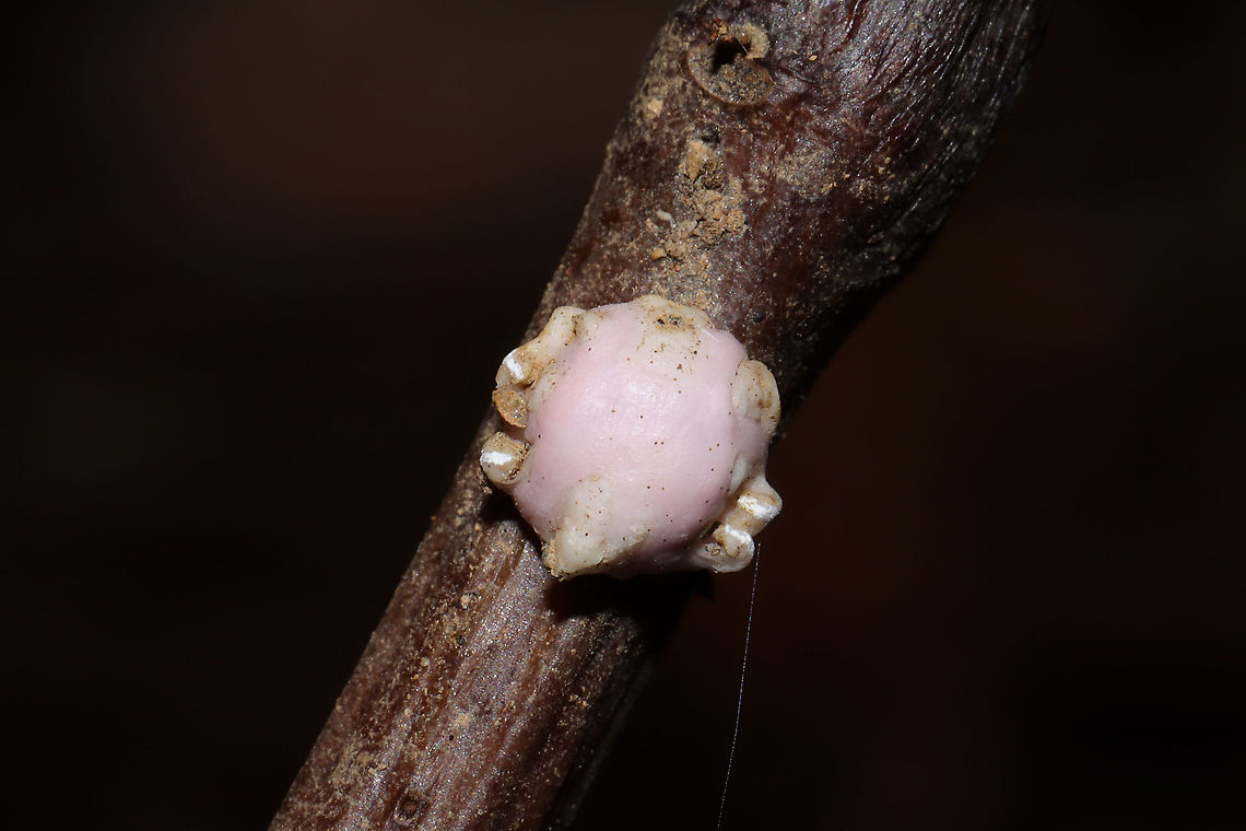 Indian Wax Scale (Ceroplastes ceriferus) Tentative ID. Clinging to a dead flower/plant stem at a forest edge (near a seasonal stream). <br />
<figure class="photo"><a href="https://www.jungledragon.com/image/105723/indian_wax_scale_ceroplastes_ceriferus.html" title="Indian Wax Scale (Ceroplastes ceriferus)"><img src="https://s3.amazonaws.com/media.jungledragon.com/images/3231/105723_thumb.jpg?AWSAccessKeyId=05GMT0V3GWVNE7GGM1R2&Expires=1767225610&Signature=6yFrtHbVWAXhKyzsSmQC99LVH%2Bk%3D" width="200" height="134" alt="Indian Wax Scale (Ceroplastes ceriferus) Tentative ID. Clinging to a dead flower/plant stem at a forest edge (near a seasonal stream). <br />
https://www.jungledragon.com/image/105724/indian_wax_scale_ceroplastes_ceriferus.html<br />
https://www.jungledragon.com/image/105725/indian_wax_scale_ceroplastes_ceriferus.html Ceroplastes ceriferus,Fall,Geotagged,United States" /></a></figure><br />
<figure class="photo"><a href="https://www.jungledragon.com/image/105724/indian_wax_scale_ceroplastes_ceriferus.html" title="Indian Wax Scale (Ceroplastes ceriferus)"><img src="https://s3.amazonaws.com/media.jungledragon.com/images/3231/105724_thumb.jpg?AWSAccessKeyId=05GMT0V3GWVNE7GGM1R2&Expires=1767225610&Signature=su5kkKlfrMztPUVD5DPKYKU553w%3D" width="200" height="200" alt="Indian Wax Scale (Ceroplastes ceriferus) Tentative ID. Clinging to a dead flower/plant stem at a forest edge (near a seasonal stream). <br />
https://www.jungledragon.com/image/105723/indian_wax_scale_ceroplastes_ceriferus.html<br />
https://www.jungledragon.com/image/105725/indian_wax_scale_ceroplastes_ceriferus.html Ceroplastes ceriferus,Fall,Geotagged,United States" /></a></figure> Ceroplastes ceriferus,Fall,Geotagged,United States
