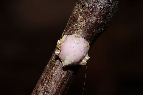 Indian Wax Scale (Ceroplastes ceriferus) Tentative ID. Clinging to a dead flower/plant stem at a forest edge (near a seasonal stream). 
https://www.jungledragon.com/image/105723/indian_wax_scale_ceroplastes_ceriferus.html
https://www.jungledragon.com/image/105724/indian_wax_scale_ceroplastes_ceriferus.html Ceroplastes ceriferus,Fall,Geotagged,United States