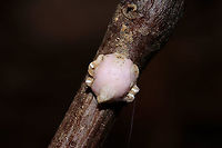 Indian Wax Scale (Ceroplastes ceriferus) Tentative ID. Clinging to a dead flower/plant stem at a forest edge (near a seasonal stream). <br />
https://www.jungledragon.com/image/105723/indian_wax_scale_ceroplastes_ceriferus.html<br />
https://www.jungledragon.com/image/105724/indian_wax_scale_ceroplastes_ceriferus.html Ceroplastes ceriferus,Fall,Geotagged,United States