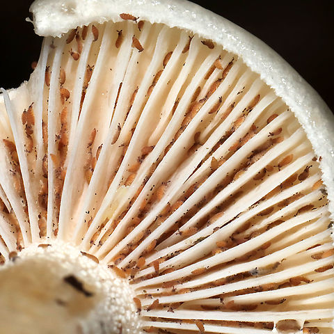 Springtail Surprise! (Ceratophysella sp.) On Hygrophorus sp. (H. punicea group?) gills in a dense mixed forest understory.
 Fall,Geotagged,United States