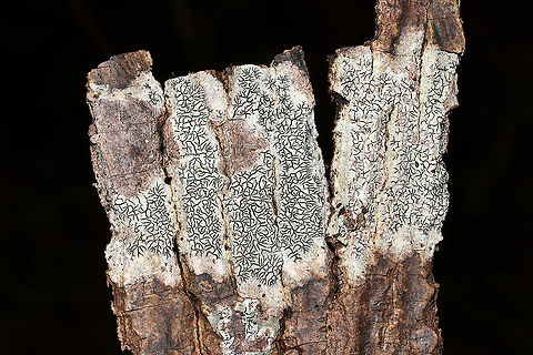 Common Script Lichen (Graphis scripta) On the bark of a fallen deciduous tree at a forest/seasonal stream edge.
https://www.jungledragon.com/image/105801/script_lichen_graphis_sp.html
https://www.jungledragon.com/image/105800/script_lichen_graphis_sp.html Fall,Geotagged,Graphis scripta,United States