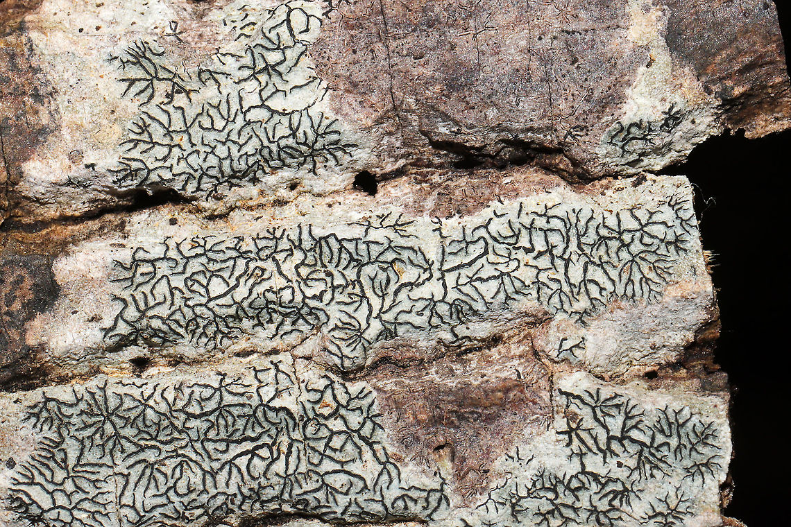 Common Script Lichen (Graphis scripta) On the bark of a fallen deciduous tree at a forest/seasonal stream edge. <br />
<figure class="photo"><a href="https://www.jungledragon.com/image/105801/common_script_lichen_graphis_scripta.html" title="Common Script Lichen (Graphis scripta)"><img src="https://s3.amazonaws.com/media.jungledragon.com/images/3231/105801_thumb.jpg?AWSAccessKeyId=05GMT0V3GWVNE7GGM1R2&Expires=1759968010&Signature=ZsCtlh1qu8fLOd5z%2FEgTa7%2Burk0%3D" width="200" height="134" alt="Common Script Lichen (Graphis scripta) On the bark of a fallen deciduous tree at a forest/seasonal stream edge.<br />
https://www.jungledragon.com/image/105800/script_lichen_graphis_sp.html<br />
https://www.jungledragon.com/image/105799/script_lichen_graphis_sp.html Fall,Geotagged,Graphis scripta,United States" /></a></figure><br />
<figure class="photo"><a href="https://www.jungledragon.com/image/105799/common_script_lichen_graphis_scripta.html" title="Common Script Lichen (Graphis scripta)"><img src="https://s3.amazonaws.com/media.jungledragon.com/images/3231/105799_thumb.jpg?AWSAccessKeyId=05GMT0V3GWVNE7GGM1R2&Expires=1759968010&Signature=R%2F1DnC9dVqq0qaZYXrttGQhmopI%3D" width="200" height="134" alt="Common Script Lichen (Graphis scripta) On the bark of a fallen deciduous tree at a forest/seasonal stream edge.<br />
https://www.jungledragon.com/image/105801/script_lichen_graphis_sp.html<br />
https://www.jungledragon.com/image/105800/script_lichen_graphis_sp.html Fall,Geotagged,Graphis scripta,United States" /></a></figure> Fall,Geotagged,Graphis scripta,United States