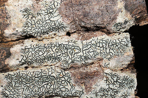 Common Script Lichen (Graphis scripta) On the bark of a fallen deciduous tree at a forest/seasonal stream edge. 
https://www.jungledragon.com/image/105801/script_lichen_graphis_sp.html
https://www.jungledragon.com/image/105799/script_lichen_graphis_sp.html Fall,Geotagged,Graphis scripta,United States