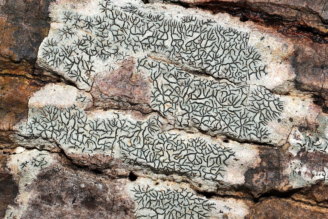 Common Script Lichen (Graphis scripta) On the bark of a fallen deciduous tree at a forest/seasonal stream edge.<br />
<figure class="photo"><a href="https://www.jungledragon.com/image/105800/common_script_lichen_graphis_scripta.html" title="Common Script Lichen (Graphis scripta)"><img src="https://s3.amazonaws.com/media.jungledragon.com/images/3231/105800_thumb.jpg?AWSAccessKeyId=05GMT0V3GWVNE7GGM1R2&Expires=1759968010&Signature=UscF9M%2BNrhwft8kJG98CmNRR1x0%3D" width="200" height="134" alt="Common Script Lichen (Graphis scripta) On the bark of a fallen deciduous tree at a forest/seasonal stream edge. <br />
https://www.jungledragon.com/image/105801/script_lichen_graphis_sp.html<br />
https://www.jungledragon.com/image/105799/script_lichen_graphis_sp.html Fall,Geotagged,Graphis scripta,United States" /></a></figure><br />
<figure class="photo"><a href="https://www.jungledragon.com/image/105799/common_script_lichen_graphis_scripta.html" title="Common Script Lichen (Graphis scripta)"><img src="https://s3.amazonaws.com/media.jungledragon.com/images/3231/105799_thumb.jpg?AWSAccessKeyId=05GMT0V3GWVNE7GGM1R2&Expires=1759968010&Signature=R%2F1DnC9dVqq0qaZYXrttGQhmopI%3D" width="200" height="134" alt="Common Script Lichen (Graphis scripta) On the bark of a fallen deciduous tree at a forest/seasonal stream edge.<br />
https://www.jungledragon.com/image/105801/script_lichen_graphis_sp.html<br />
https://www.jungledragon.com/image/105800/script_lichen_graphis_sp.html Fall,Geotagged,Graphis scripta,United States" /></a></figure> Fall,Geotagged,Graphis scripta,United States