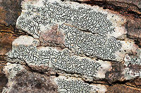 Common Script Lichen (Graphis scripta) On the bark of a fallen deciduous tree at a forest/seasonal stream edge.<br />
https://www.jungledragon.com/image/105800/script_lichen_graphis_sp.html<br />
https://www.jungledragon.com/image/105799/script_lichen_graphis_sp.html Fall,Geotagged,Graphis scripta,United States
