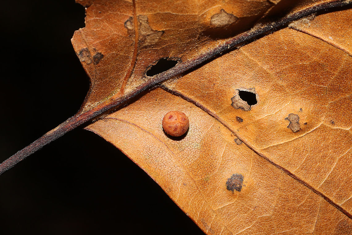Polystepha globosa Galls on the underside of a red oak leaf of some sort. At a mixed forest edge.<br />
 Fall,Geotagged,Polystepha globosa,United States