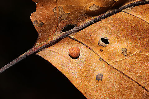 Polystepha globosa Galls on the underside of a red oak leaf of some sort. At a mixed forest edge.
 Fall,Geotagged,Polystepha globosa,United States
