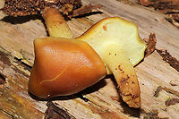 Scaly Rustgill (Gymnopilus sapineus) Growing in pine logs at a dense mixed forest edge. Cortina are still in-tact. Sorry for not including a gill shot here.<br />
https://www.jungledragon.com/image/105804/scaly_rustgill_gymnopilus_sapineus.html Fall,Geotagged,Gymnopilus sapineus,Scaly Rustgill,United States