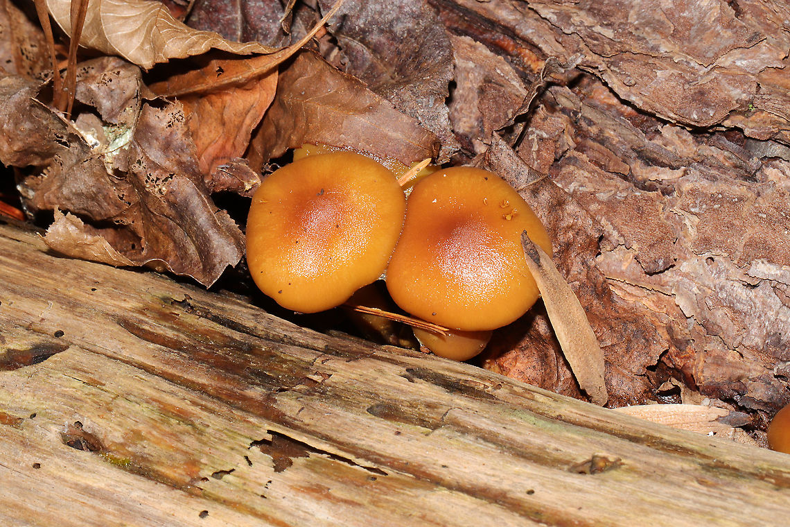 Scaly Rustgill (Gymnopilus sapineus) Growing in pine logs at a dense mixed forest edge. Cortina are still in-tact. Sorry for not including a gill shot here. <br />
<figure class="photo"><a href="https://www.jungledragon.com/image/105803/scaly_rustgill_gymnopilus_sapineus.html" title="Scaly Rustgill (Gymnopilus sapineus)"><img src="https://s3.amazonaws.com/media.jungledragon.com/images/3231/105803_thumb.jpg?AWSAccessKeyId=05GMT0V3GWVNE7GGM1R2&Expires=1767225610&Signature=RMFQYYzAmMW%2Byy1LHjjaHmsPk3Y%3D" width="200" height="134" alt="Scaly Rustgill (Gymnopilus sapineus) Growing in pine logs at a dense mixed forest edge. Cortina are still in-tact. Sorry for not including a gill shot here.<br />
https://www.jungledragon.com/image/105804/scaly_rustgill_gymnopilus_sapineus.html Fall,Geotagged,Gymnopilus sapineus,Scaly Rustgill,United States" /></a></figure> Fall,Geotagged,Gymnopilus sapineus,Scaly Rustgill,United States