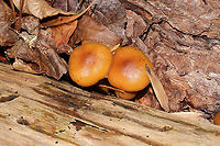 Scaly Rustgill (Gymnopilus sapineus) Growing in pine logs at a dense mixed forest edge. Cortina are still in-tact. Sorry for not including a gill shot here. <br />
https://www.jungledragon.com/image/105803/scaly_rustgill_gymnopilus_sapineus.html Fall,Geotagged,Gymnopilus sapineus,Scaly Rustgill,United States