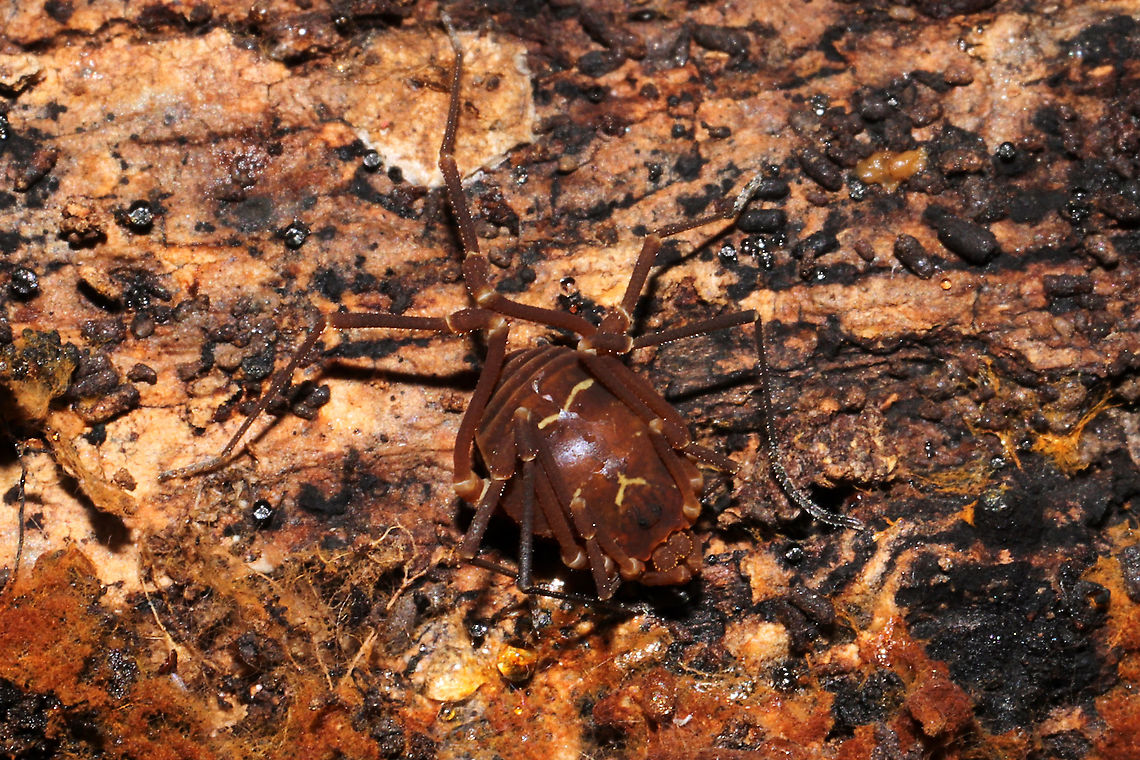 Vonones sayi In a dense mixed forest, under a log.<br />
 Fall,Geotagged,United States,Vonones sayi