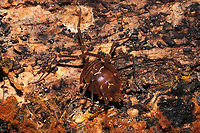 Vonones sayi In a dense mixed forest, under a log.<br />
 Fall,Geotagged,United States,Vonones sayi