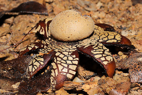 Hygroscopic Earthstar (Astraeus hygrometricus) At a disturbed dense mixed forest edge (under a piece of plywood).

https://www.jungledragon.com/image/105832/hygroscopic_earthstar_astraeus_hygrometricus.html Astraeus hygrometricus,Fall,Geotagged,Hygroscopic earthstar,United States
