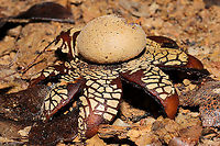 Hygroscopic Earthstar (Astraeus hygrometricus) At a disturbed dense mixed forest edge (under a piece of plywood).<br />
<br />
https://www.jungledragon.com/image/105832/hygroscopic_earthstar_astraeus_hygrometricus.html Astraeus hygrometricus,Fall,Geotagged,Hygroscopic earthstar,United States