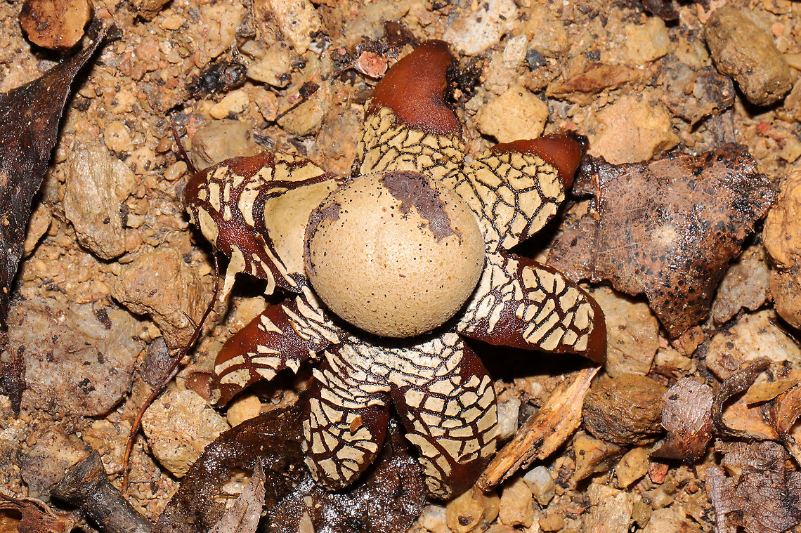 Hygroscopic Earthstar (Astraeus hygrometricus) At a disturbed dense mixed forest edge (under a piece of plywood).<br />
<br />
<figure class="photo"><a href="https://www.jungledragon.com/image/105831/hygroscopic_earthstar_astraeus_hygrometricus.html" title="Hygroscopic Earthstar (Astraeus hygrometricus)"><img src="https://s3.amazonaws.com/media.jungledragon.com/images/3231/105831_thumb.jpg?AWSAccessKeyId=05GMT0V3GWVNE7GGM1R2&Expires=1759968010&Signature=571RRrvr5XPaLQSvifBs7YSZOy4%3D" width="200" height="134" alt="Hygroscopic Earthstar (Astraeus hygrometricus) At a disturbed dense mixed forest edge (under a piece of plywood).<br />
<br />
https://www.jungledragon.com/image/105832/hygroscopic_earthstar_astraeus_hygrometricus.html Astraeus hygrometricus,Fall,Geotagged,Hygroscopic earthstar,United States" /></a></figure> Astraeus hygrometricus,Fall,Geotagged,Hygroscopic earthstar,United States