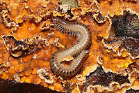 Uroblaniulus sp. Millipede on Stereum complicatum on the underside of a log. In a dense mixed forest.<br />
https://www.jungledragon.com/image/105834/uroblaniulus_sp.html Fall,Geotagged,United States,Uroblaniulus,millipede,millipedes,myriapod,myriapoda