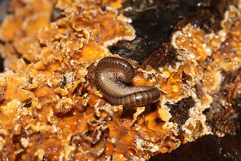 Uroblaniulus sp. Millipede on Stereum complicatum on the underside of a log. In a dense mixed forest.
https://www.jungledragon.com/image/105833/uroblaniulus_sp.html Fall,Geotagged,United States,Uroblaniulus,millipede,millipedes,myriapod,myriapoda