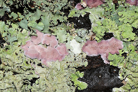 Trichaptum biforme with lichen Young, resupinate fungus on the underside of a log at a dense mixed forest edge (IDing the lichen here in a bit).
https://www.jungledragon.com/image/105836/trichaptum_biforme_with_lichen.html Fall,Geotagged,Trichaptum biforme,United States