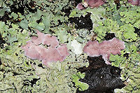 Trichaptum biforme with lichen Young, resupinate fungus on the underside of a log at a dense mixed forest edge (IDing the lichen here in a bit).<br />
https://www.jungledragon.com/image/105836/trichaptum_biforme_with_lichen.html Fall,Geotagged,Trichaptum biforme,United States