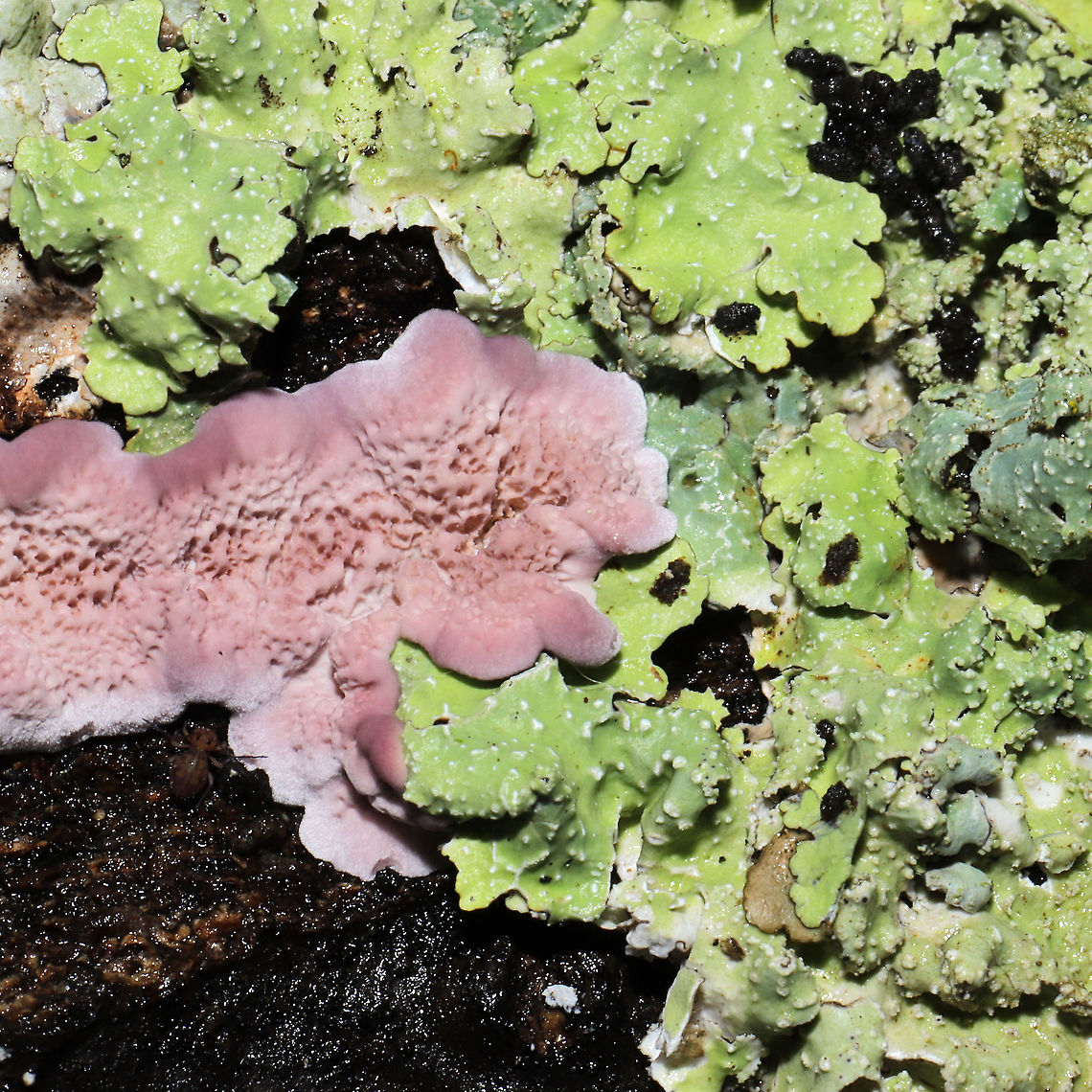 Trichaptum biforme with lichen Young, resupinate fungus on the underside of a log at a dense mixed forest edge (IDing the lichen here in a bit).<br />
<figure class="photo"><a href="https://www.jungledragon.com/image/105835/trichaptum_biforme_with_lichen.html" title="Trichaptum biforme with lichen"><img src="https://s3.amazonaws.com/media.jungledragon.com/images/3231/105835_thumb.jpg?AWSAccessKeyId=05GMT0V3GWVNE7GGM1R2&Expires=1767225610&Signature=Q%2F50%2FiRzq4RVP4nHGm3ujkJMGmQ%3D" width="200" height="134" alt="Trichaptum biforme with lichen Young, resupinate fungus on the underside of a log at a dense mixed forest edge (IDing the lichen here in a bit).<br />
https://www.jungledragon.com/image/105836/trichaptum_biforme_with_lichen.html Fall,Geotagged,Trichaptum biforme,United States" /></a></figure> Fall,Geotagged,Trichaptum biforme,United States