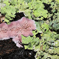 Trichaptum biforme with lichen Young, resupinate fungus on the underside of a log at a dense mixed forest edge (IDing the lichen here in a bit).<br />
https://www.jungledragon.com/image/105835/trichaptum_biforme_with_lichen.html Fall,Geotagged,Trichaptum biforme,United States