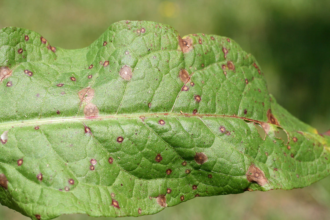 Venturia rumicis Fungus on Rumex crispus in a backyard habitat in NW Georgia (Gordon County), US.<br />
 Geotagged,Spring,United States,Venturia rumicis