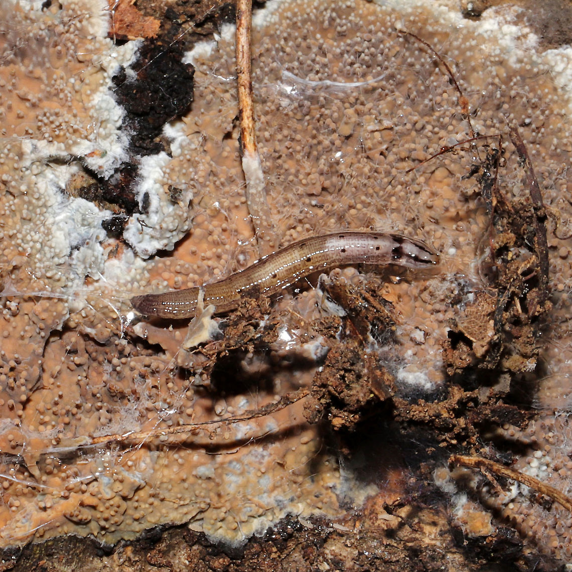 Fungus Gnat Larva (Keroplatus sp.) A strange, surprise photobomber on a toothed fungus (on a fallen, dead tree). It seemed to be surrounding the fungus and itself with a web of goo.<br />
<br />
Update and more info:<br />
This is likely Keroplatus (most fungus gnat larvae do not get this large). This genus is often found on hardwood fungi. They create a webbing that catches both spores and small arthropods on which they feed! A video of peristaltic movement (possibly for this &quot;scaffold&quot; creation?):<br />
<section class="video"><iframe width="448" height="282" src="https://www.youtube-nocookie.com/embed/1_SW7eE6IIA?hd=1&autoplay=0&rel=0" frameborder="0" allowfullscreen></iframe></section> Fall,Geotagged,United States