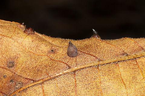 Hickory Onion Gall Midge (Caryomyia caryaecola)? Gall (in the foreground) on a hickory leaf in a dense mixed forest.
 Caryomyia caryaecola,Fall,Geotagged,United States