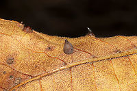 Hickory Onion Gall Midge (Caryomyia caryaecola)? Gall (in the foreground) on a hickory leaf in a dense mixed forest.<br />
 Caryomyia caryaecola,Fall,Geotagged,United States
