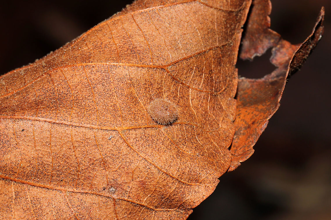 Hickory Placenta Gall Midge (Caryomyia thompsoni) On a hickory leaf at a dense mixed forest edge.<br />
<figure class="photo"><a href="https://www.jungledragon.com/image/105859/hickory_placenta_gall_midge_caryomyia_thompsoni_cross-section.html" title="Hickory Placenta Gall Midge (Caryomyia thompsoni) Cross-section"><img src="https://s3.amazonaws.com/media.jungledragon.com/images/3231/105859_thumb.jpg?AWSAccessKeyId=05GMT0V3GWVNE7GGM1R2&Expires=1770854410&Signature=0N8E8XaWDPjTbRmgLvPtjOMhRQQ%3D" width="200" height="200" alt="Hickory Placenta Gall Midge (Caryomyia thompsoni) Cross-section On a hickory leaf at a dense mixed forest edge.<br />
https://www.jungledragon.com/image/105858/hickory_placenta_gall_midge_caryomyia_thompsoni.html Caryomyia thompsoni,Fall,Geotagged,Hickory Placenta Gall Midge,United States" /></a></figure><br />
 Caryomyia thompsoni,Fall,Geotagged,Hickory Placenta Gall Midge,United States