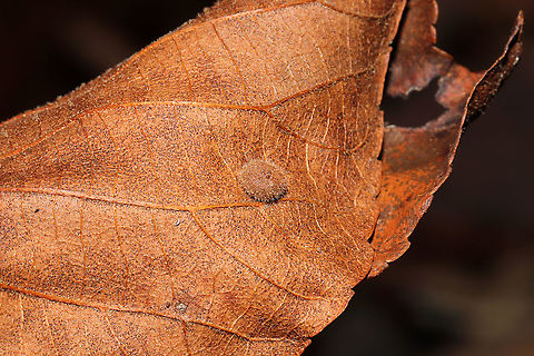 Hickory Placenta Gall Midge (Caryomyia thompsoni) On a hickory leaf at a dense mixed forest edge.
https://www.jungledragon.com/image/105859/hickory_placenta_gall_midge_caryomyia_thompsoni_cross-section.html
 Caryomyia thompsoni,Fall,Geotagged,Hickory Placenta Gall Midge,United States