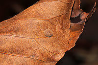 Hickory Placenta Gall Midge (Caryomyia thompsoni) On a hickory leaf at a dense mixed forest edge.<br />
https://www.jungledragon.com/image/105859/hickory_placenta_gall_midge_caryomyia_thompsoni_cross-section.html<br />
 Caryomyia thompsoni,Fall,Geotagged,Hickory Placenta Gall Midge,United States