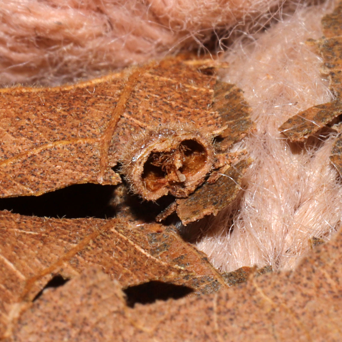 Hickory Placenta Gall Midge (Caryomyia thompsoni) Cross-section On a hickory leaf at a dense mixed forest edge.<br />
<figure class="photo"><a href="https://www.jungledragon.com/image/105858/hickory_placenta_gall_midge_caryomyia_thompsoni.html" title="Hickory Placenta Gall Midge (Caryomyia thompsoni)"><img src="https://s3.amazonaws.com/media.jungledragon.com/images/3231/105858_thumb.jpg?AWSAccessKeyId=05GMT0V3GWVNE7GGM1R2&Expires=1759968010&Signature=pn44mCIUpeTNlgBlcbmZ%2BVpUyZo%3D" width="200" height="134" alt="Hickory Placenta Gall Midge (Caryomyia thompsoni) On a hickory leaf at a dense mixed forest edge.<br />
https://www.jungledragon.com/image/105859/hickory_placenta_gall_midge_caryomyia_thompsoni_cross-section.html<br />
 Caryomyia thompsoni,Fall,Geotagged,Hickory Placenta Gall Midge,United States" /></a></figure> Caryomyia thompsoni,Fall,Geotagged,Hickory Placenta Gall Midge,United States