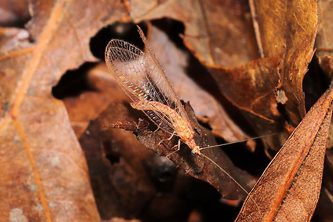 Overwinter Form of Chrysoperla rufilabris Crawling through oak and hickory leaf litter at a mixed forest edge.

Update! I got some answers! 
According to Jonathan Hoskins on BugGuide:
"An excellent example of its brown/tan overwinter form. This is the only member of the pudica-group (denoted by pointed hind wingtips) I'm aware of that does so (others overwinter in other forms, such as pre-pupae). C. rufilabris is also the only eastern species with black cross-veins and gradates." Chrysoperla rufilabris,Fall,Geotagged,United States